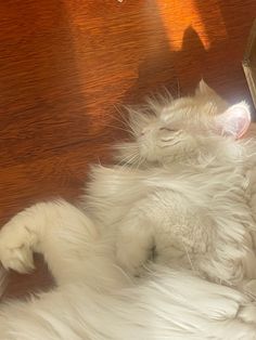 a fluffy white cat laying on its back in front of a mirror with it's eyes closed