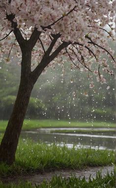 a tree with pink flowers in the rain