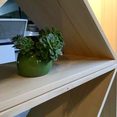 a green potted plant sitting on top of a wooden shelf