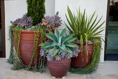 three large potted plants sitting next to each other in front of a door way