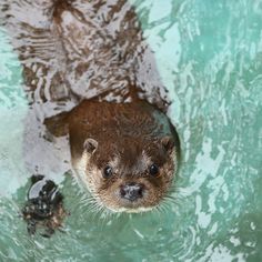 an otter swimming in the water next to a baby sea turtle and looking up at the camera