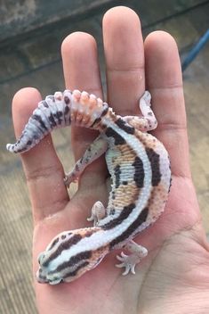 a small gecko is sitting on someone's hand