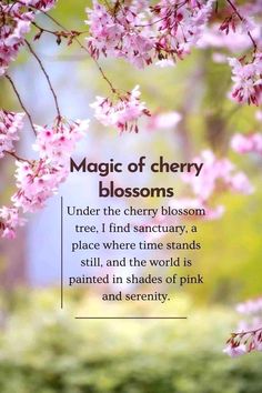 pink flowers with the words, magic of cherry blossoms under the cherry blossom tree i find sanctuary as place where time stands still, and the world is painted in shades of pink