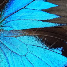 a blue butterfly with white spots on it's wings stock photo