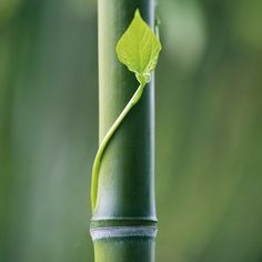 a green plant growing out of the side of a tall bamboo pole with leaves on it