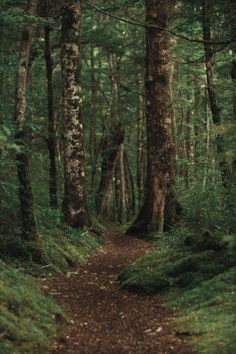 a dirt path in the middle of a forest