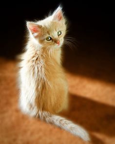 a small kitten sitting on the ground looking up