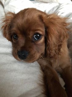 a small brown dog laying on top of a bed