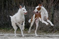 two dogs are playing outside in the snow