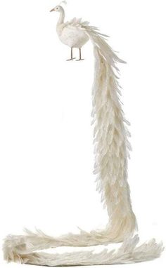 a white bird standing on top of a long feathered tail with its head turned to the side