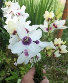 a person holding some flowers in their hand and looking at the flower buds on them