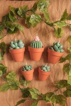 small cactus plants in clay pots with green leaves on the side and brown cloth behind them