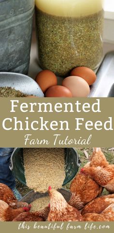 fermented chicken feed is an easy way to keep chickens from pecking