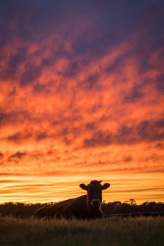 a cow is sitting in the grass at sunset