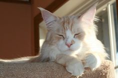 an orange and white cat laying on top of a scratching post with its eyes closed