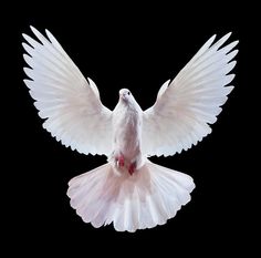 a white dove is flying in the air with its wings spread out, on a black background