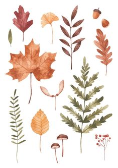 watercolor leaves and acorns on a white background