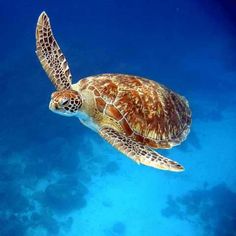 a sea turtle swimming in the blue water