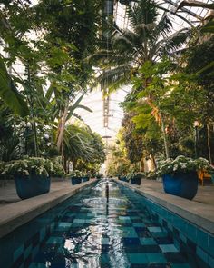 an indoor swimming pool surrounded by trees and plants