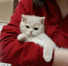 a woman in a red sweater holding a white kitten on her arm and looking at the camera