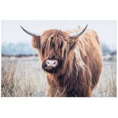 a long haired cow standing in a field with horns on it's head and looking at the camera