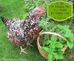 a chicken standing next to a basket full of plants