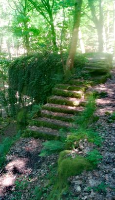 the stairs are covered in moss and trees