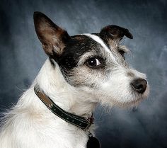 a black and white dog with a collar looking up at something in the distance on a dark background