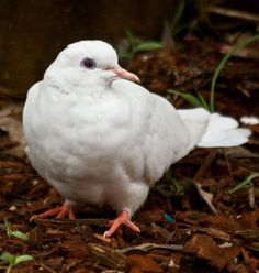 a white bird is standing on the ground