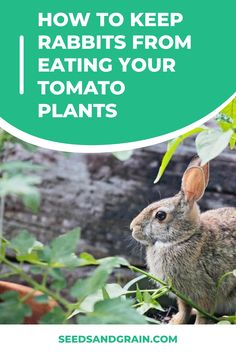 a rabbit sitting in the grass with text overlay reading how to keep rabbits from eating your tomato plants