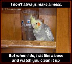 Trust me, they ALWAYS make a mess. Crazy Bird, Bird Care, African Grey Parrot, Parrot Toys, Parakeets, Funny Birds, Parrot Bird, Pet Bird