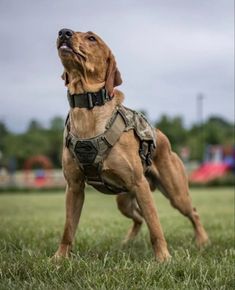 a brown dog standing on top of a lush green field