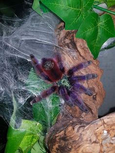 a close up of a spider on a tree branch