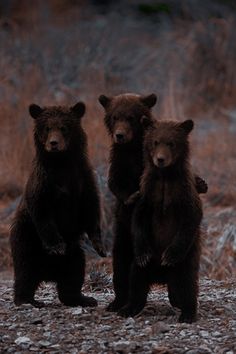 three brown bears standing on their hind legs