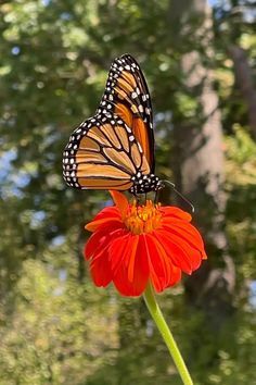 a butterfly sitting on top of an orange flower