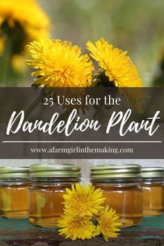 mason jars filled with dandelion flowers and the words 25 uses for the baublon plant