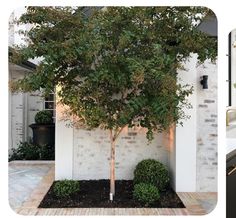 a small tree in front of a white brick wall and black planters on either side