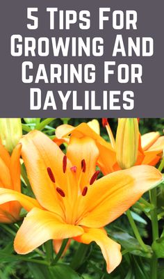 orange flowers with the words 5 tips for growing and caring for daylilies on it