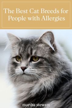 the best cat breeds for people with allergies