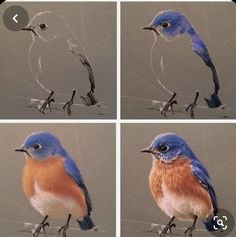 four pictures of different colored birds sitting on wires and looking at the same thing in front of them