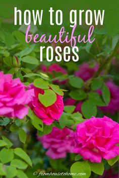 How To Grow Roses: Must-Know Tips and Tricks for Stunning Blooms Plants For Full Sun, Beautiful Rose Garden, How To Grow Roses, Full Sun Garden, Pruning Roses, Best Roses, Full Sun Plants, Heirloom Roses, Sun Garden