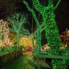 lighted trees and bushes in the middle of a park at night with lights on them