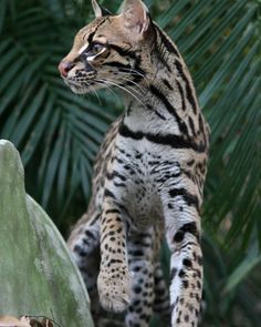 a cat standing on top of a tree branch next to some green leaves and palm trees