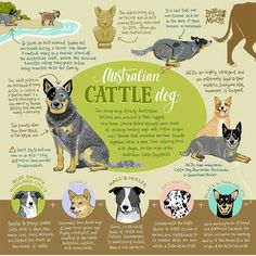 the australian cattle dog info sheet is shown with different breeds and their names on it