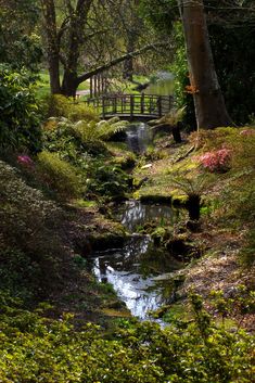 a small stream running through a lush green forest next to a wooden bridge over water