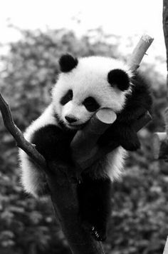 a panda bear sitting on top of a tree branch