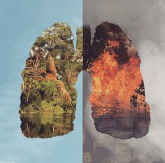 two images with trees and fire in the middle one has a bird flying over it