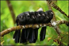 five black birds are sitting on a branch