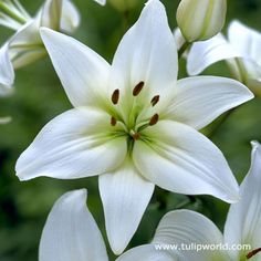 white flowers are blooming in the garden