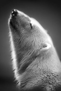 a black and white photo of a polar bear's head looking up at the sky